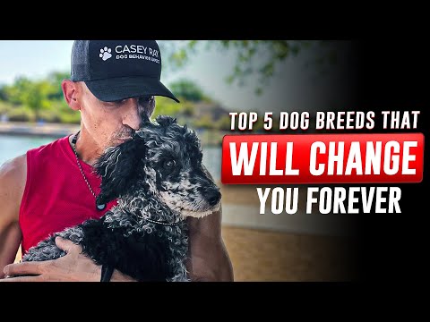 Top 5 Dog Breeds That Will Change You Forever