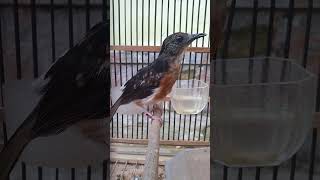 Download lagu trotol calon mewah mp3