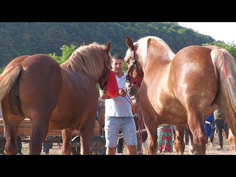 Caii lui Zoli de la Micula - Satu Mare  2022