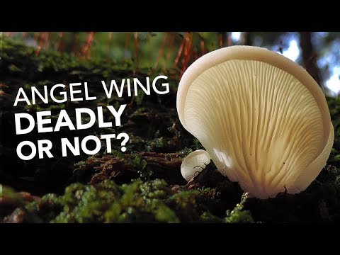 download lagu mp3 mp4 Oyster Mushroom Look Alikes, download lagu Oyster Mushroom Look Alikes gratis, unduh video klip Oyster Mushroom Look Alikes