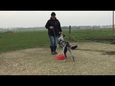 Hondenschool Kersten - groep Lijanne