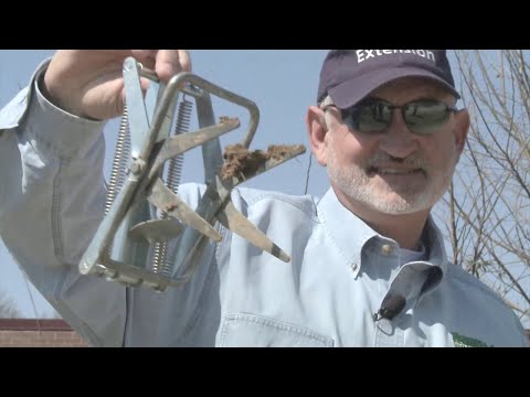 Moles, Voles and Chipmunks in the Garden - Family Plot