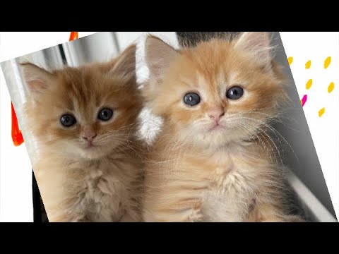 Viral cat video Cute Kitten
