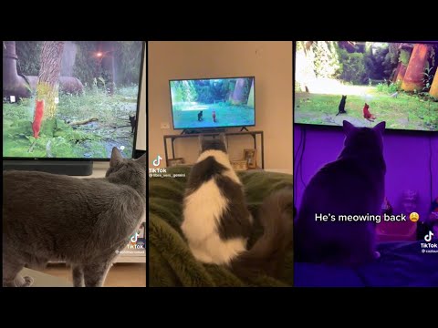 Cats React To Stray Cats Video Game Compilation