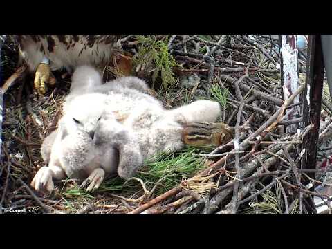 Oh Dem Feets!  Cornell Red-tailed Hawks nest  May 7, 2018