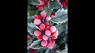 Elvis - Holly leaves and Christmas Trees - cover by Joe