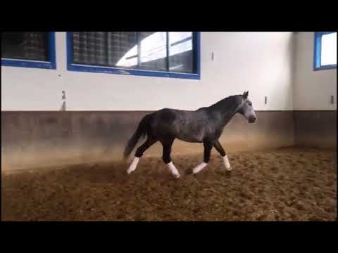 Juncal da Caniceira, Lusitano-Hengst, geb. 2014, Stockmass 162 cm