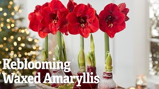 Getting Amaryllis to Bloom Again | Gardener&#39;s Supply