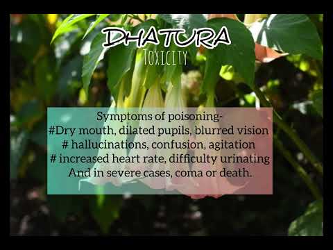#Dhatura #Poisoning #forensicscience #facts #forensicscienceugcnet #forensictoxicology #amazingfacts