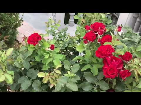 Suzy Adamyan- ,, Quisaz, quisaz, quisaz,,