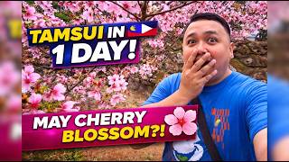 EXPLORING TAMSUI IN 1 DAY | 1-Day DIY Itinerary + Hidden Cherry Blossoms!