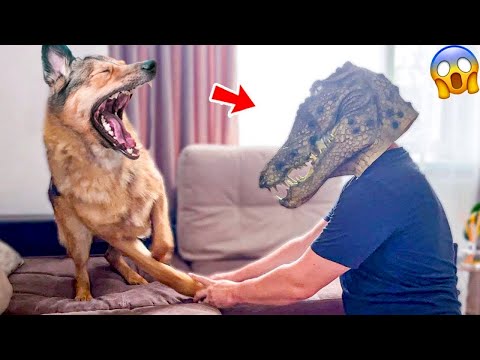 Funny Dog And Cat 😍🐶😻 Funniest Animals #121