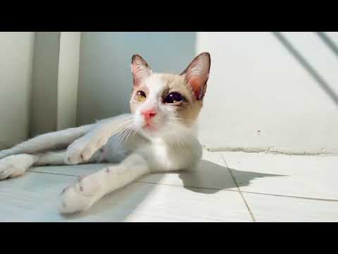 Super cute baby animals funny cats video#kk animals