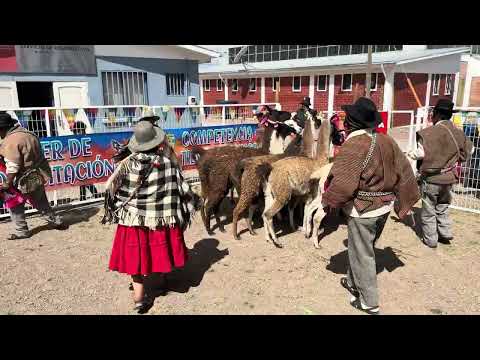 13º Festividad de la Kʼillpa 2026 Visviri - FAMILIA TICUNA
