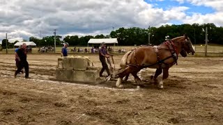 HAVE YOU EVER SEEN THIS?!! ... A very DIFFERENT kind of horse pull! #842