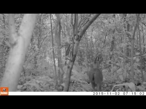 Grey Duiker with a bent horn