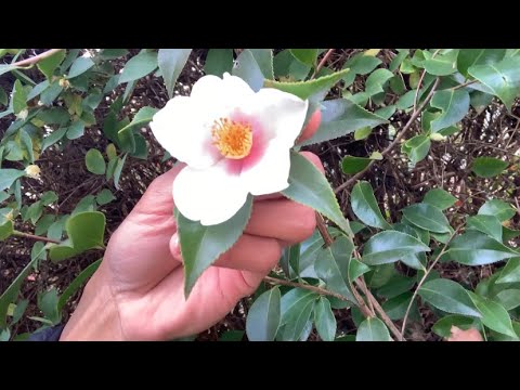 THE KEY IS TO BE - VonTooCut