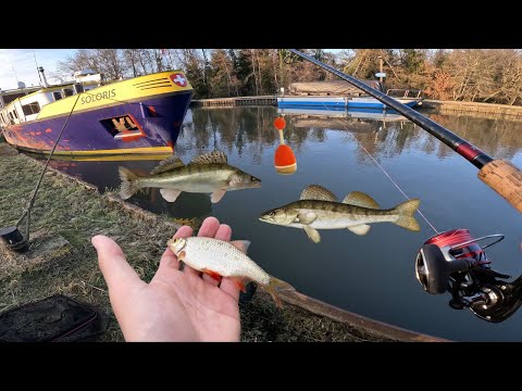 Incredible Zander Fishing with Live Bait - They're Everywhere!!! 4K