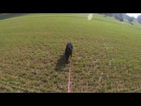 Fährtentraining 20200912