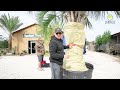How to freeze protect your palm tree