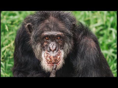 Oompa Poo Story and Long Pee