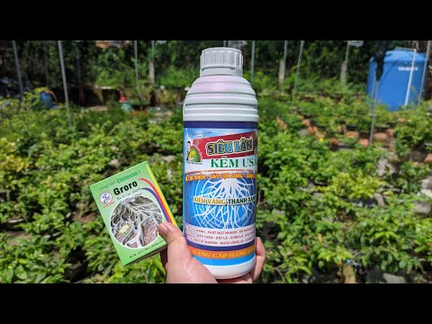 Phân thuốc cho cây mai vàng tháng 9, siêu lân kẽm, dưỡng rễ N3M