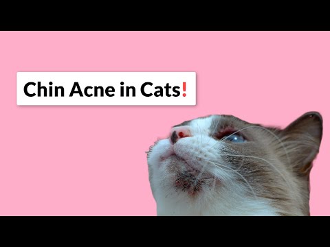 Cat Acne - Symptoms, Causes & How to Treat It!