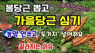 봄당근뽑고 바로 가을당근심기 풀걱정없는 당근비닐멀칭 밑거름으로 이것두가지 넣어주면 벌레걱정 없다 당근갈라지는…