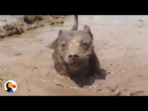 Dogs LOVE MUD: Dogs Playing in Mud Compilation | The Dodo