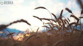 Geçit Kuşağı Tarımsal Araştırma Enstitüsü