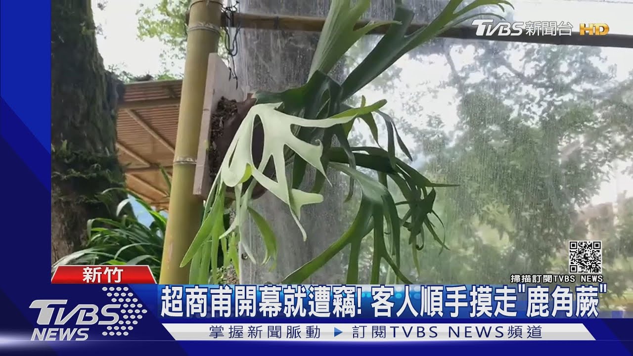 超商甫開幕就遭竊! 客人順手摸走「鹿角蕨」