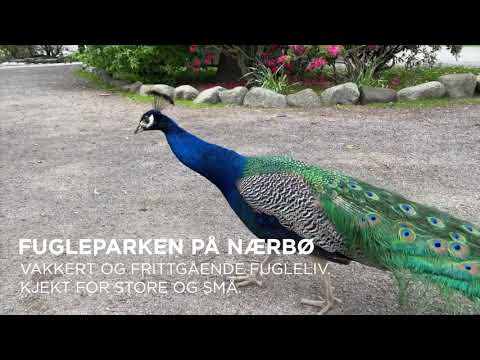 Kortreiste ferieperler i Klepp