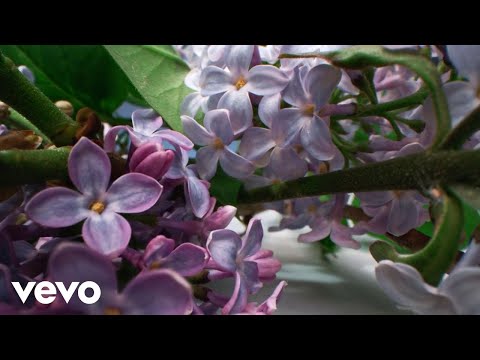 Darko Domijan - Ulica Jorgovana