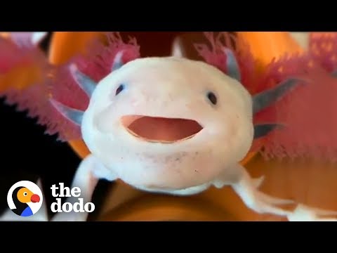 Learning All About the Axolotl Through Its Cuteness!