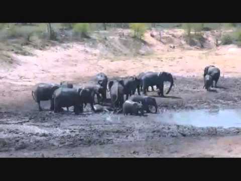Djuma Game Reserve : Herd of Ellie's have a mud party  Sept 23, 2015