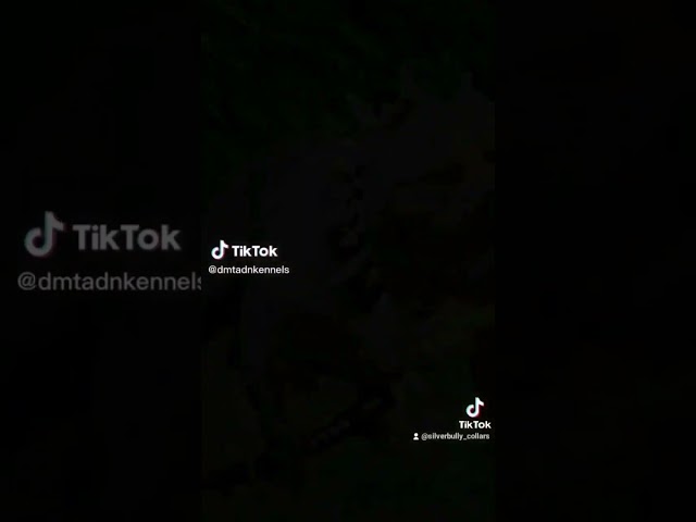 Vídeo relacionado con Collar de Perro Clip de plástico Marvel Retro Comic Paneles Negro Amarillo 16 a 23 Pulgadas 1.5 Pulgadas de Ancho