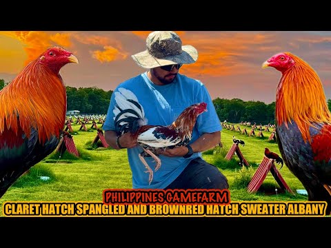 Claret Hatch Spangled And Brownred Hatch Sweater Albany ~ PHILIPPINES GAMEFARM