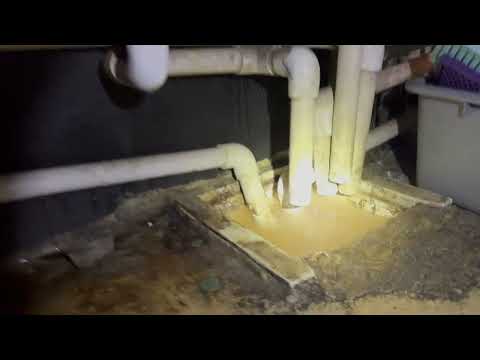 Fruit Flies Love the Bar in Iselin, NJ