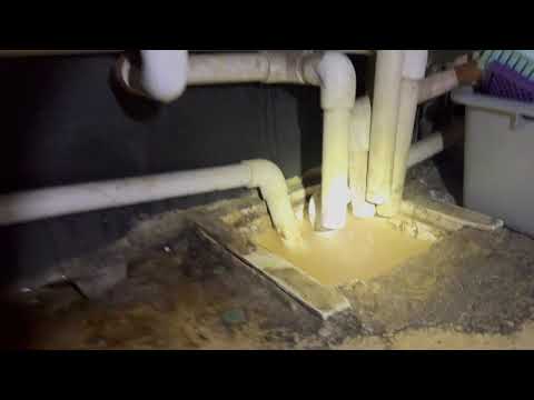 Fruit Flies Love the Bar in Iselin, NJ