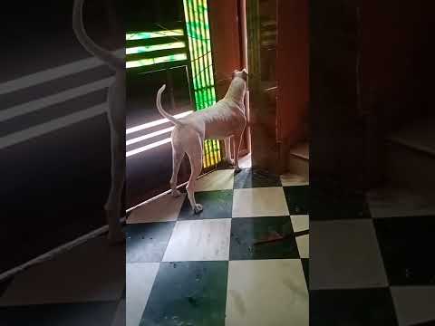 noora the DOGOARGENTINO🐕😍 🐶