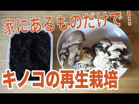 軽い水流に足を突っ込むプサティレラ!