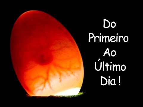 Ovoscopia do primeiro ao último dia