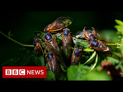 Cicadas: What to know about the ’remarkable’ and noisy bugs - BBC News