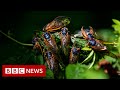 Cicadas: What to know about the 'remarkable' and noisy bugs - BBC News