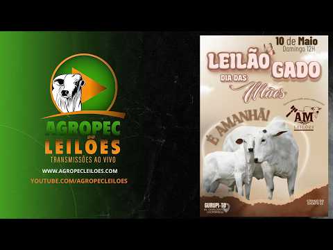 agropecleiloes.com - LEILÃO ESPECIAL GADO DE CORTE | AM LEILÕES - GURUPI-TO 10/05/2026