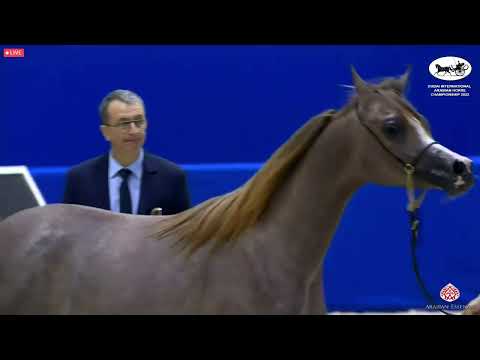 N 26 D NAJLAH   Dubai International Arabian Horse Championship 2022   Yearling Fillies Class 2B