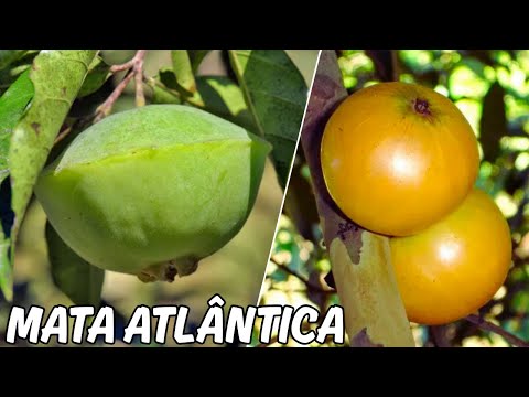 20 FRUTAS INCRÍVEIS NATIVAS DA MATA ATLÂNTICA TÃO CURIOSAS E ÚNICAS QUE VÃO TE SURPREENDER!