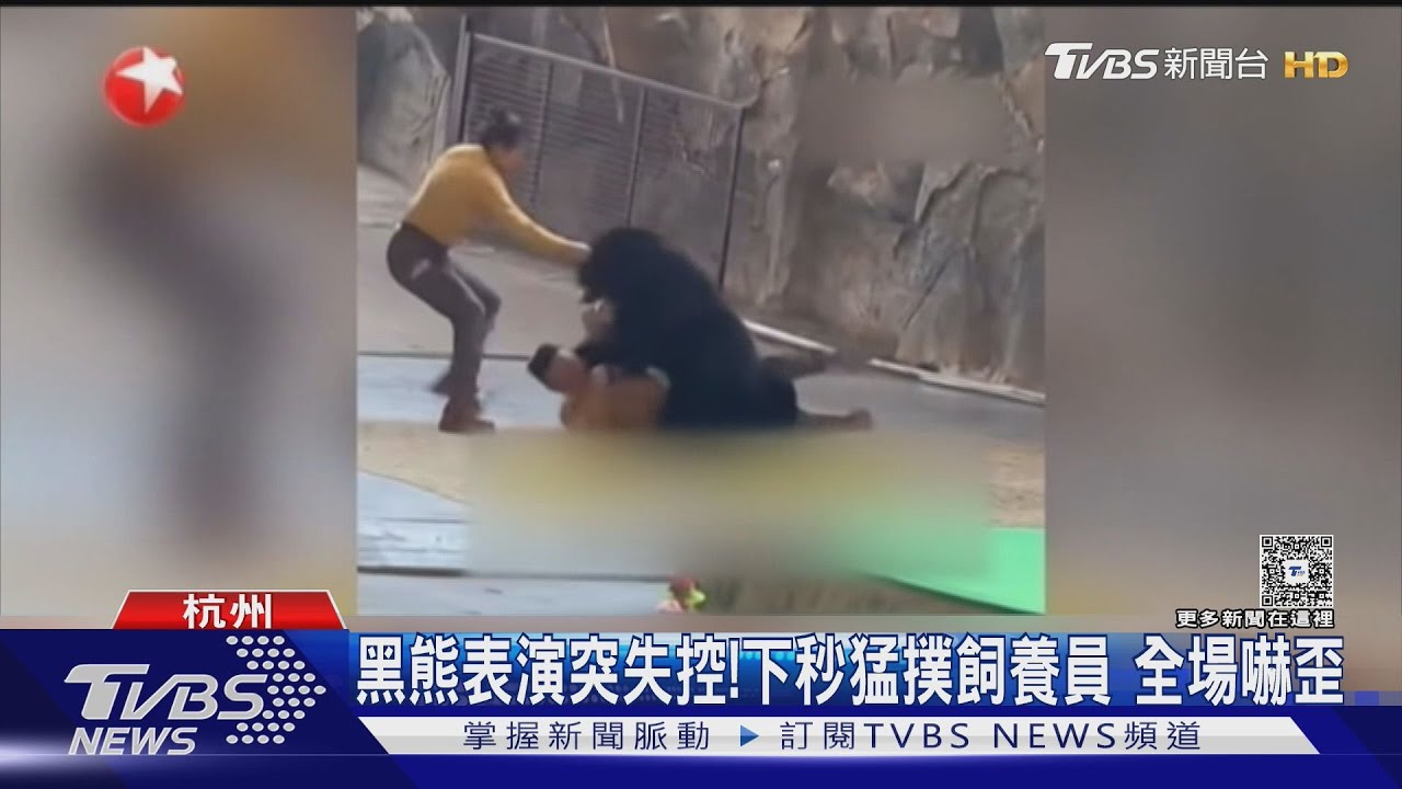 杭州動物園黑熊失控！「熊二」為搶紅蘿蔔猛撲飼養員　驚險畫面曝光