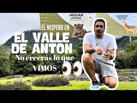 El Níspero: Encuentro Salvaje en El Valle de Antón 🐾🌿