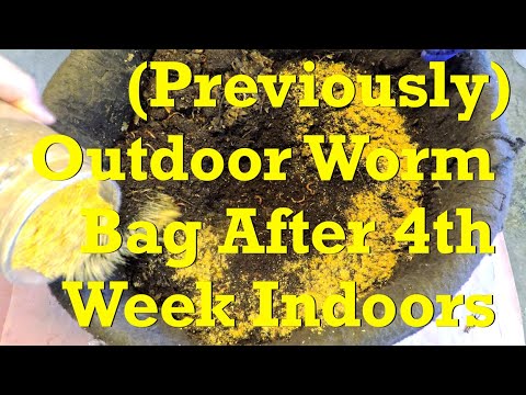 (Previously) outdoor worm bag "version 5.0" after 4 weeks indoors - vermicompost